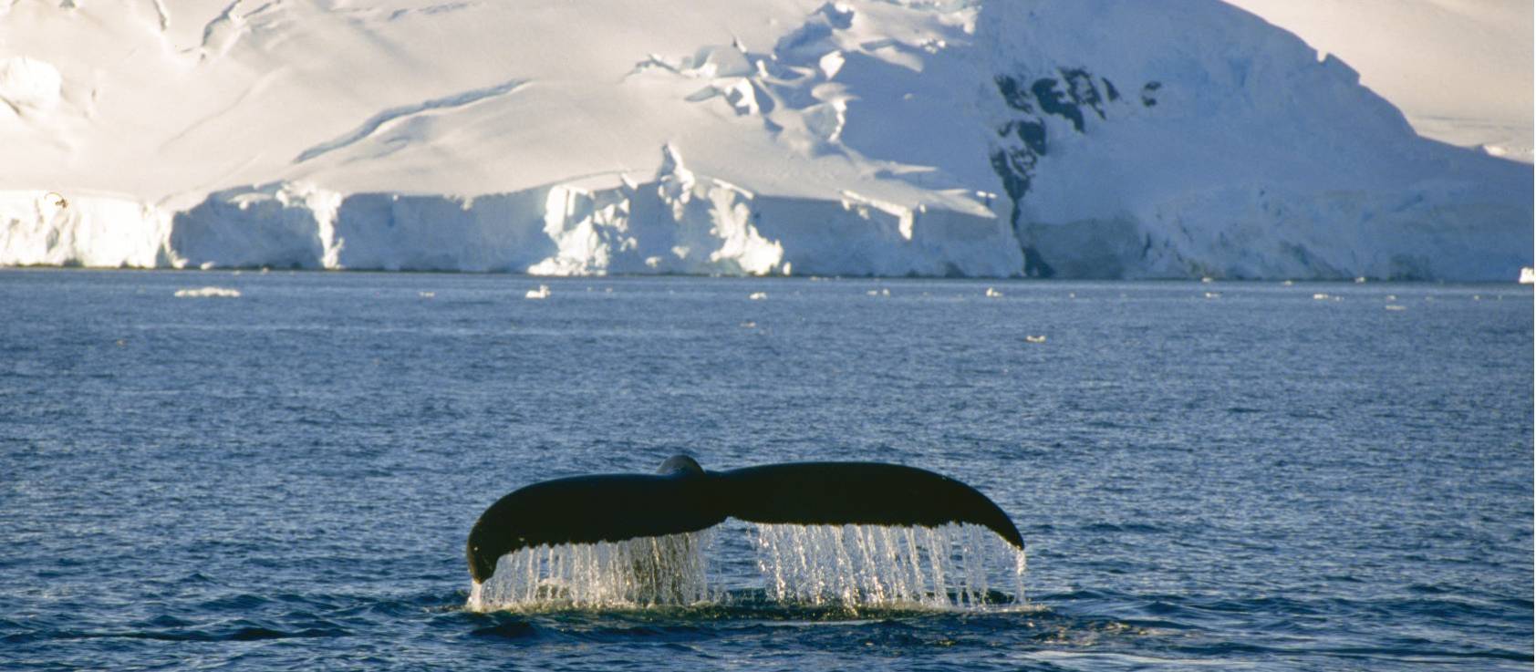 Humpback Whales can put on spectacular displays of acrobatics | Goran Ehlme, Oceanwide Expeditions
