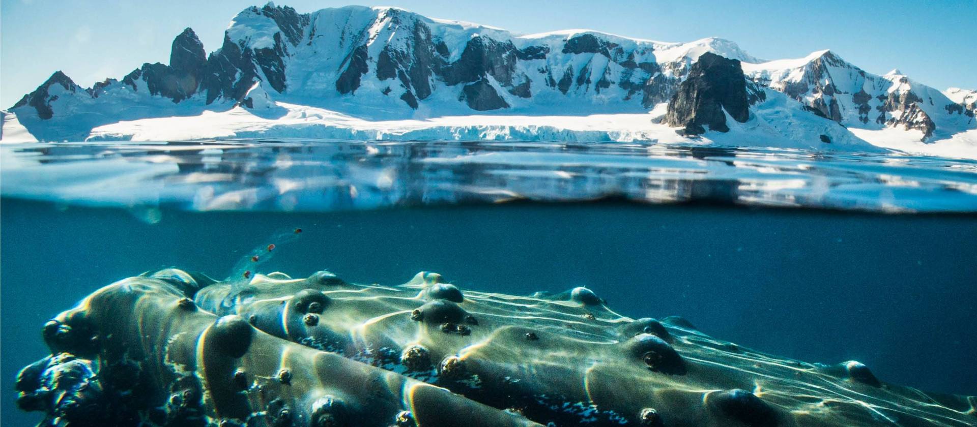 A humpback whale in Antarctica | Dietmar Denger