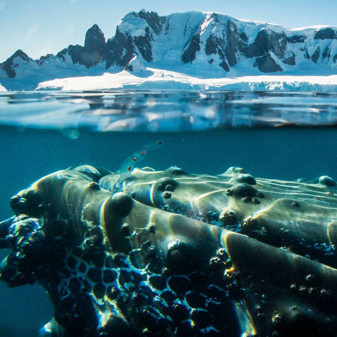A humpback whale in Antarctica | Dietmar Denger
