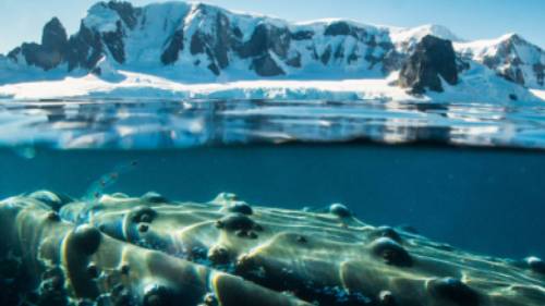 A humpback whale in Antarctica | Dietmar Denger