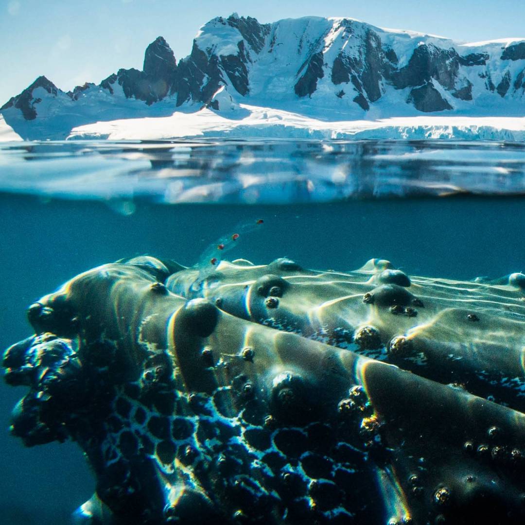 A humpback whale in Antarctica | Dietmar Denger