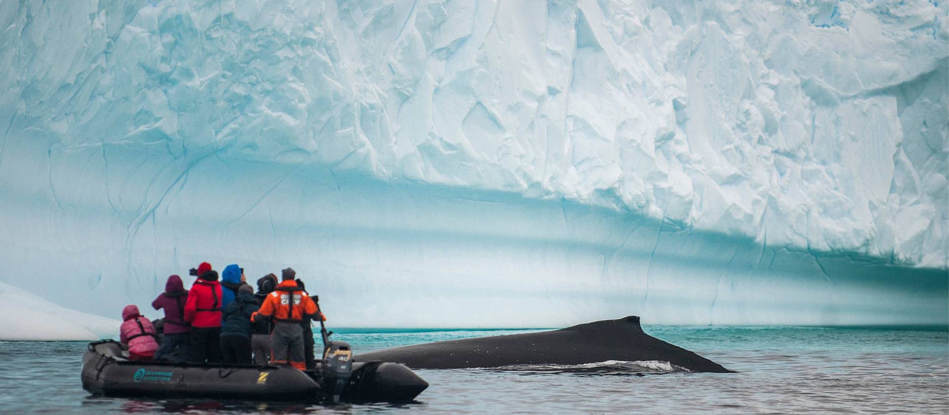Close encounter with a humpback whale | Morten Skovgaard