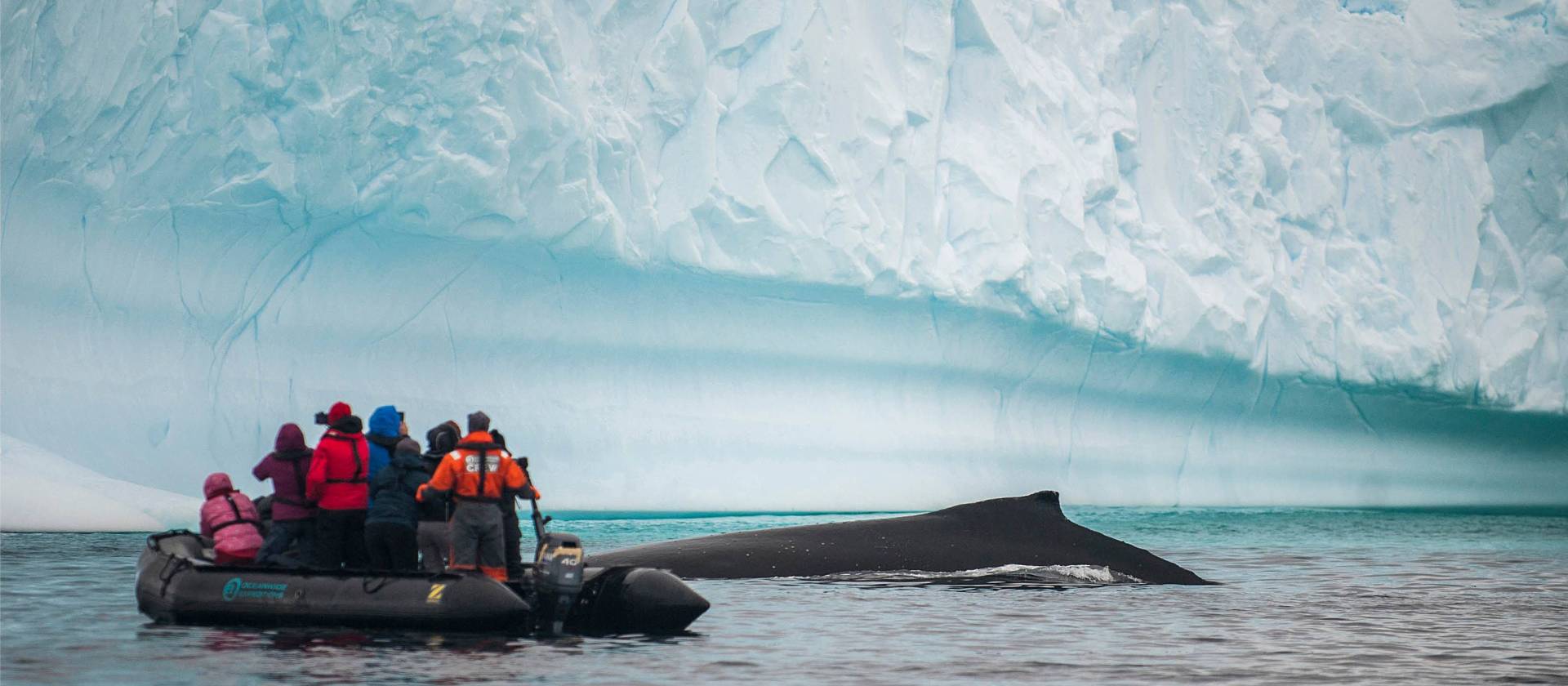 Close encounter with a humpback whale | Morten Skovgaard