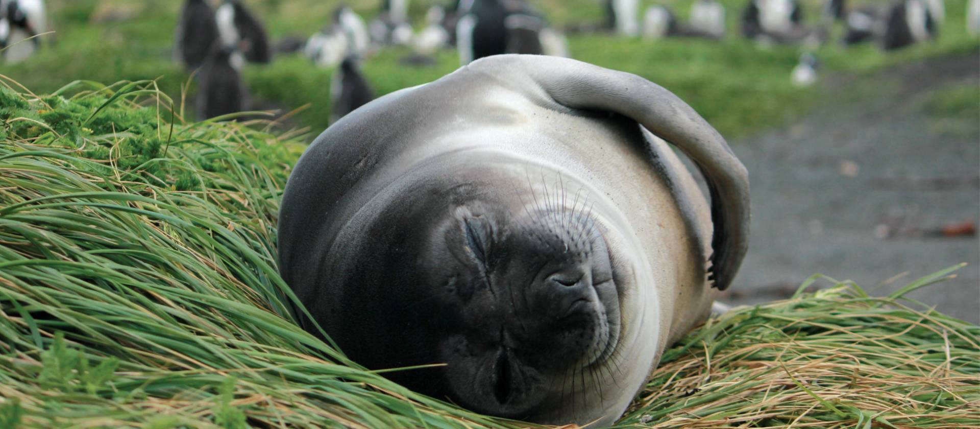 Sleepy elephant seal pup lounging in the grass | Rachel Imber