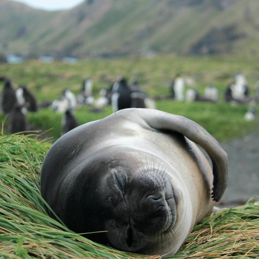 Sleepy elephant seal pup lounging in the grass | Rachel Imber