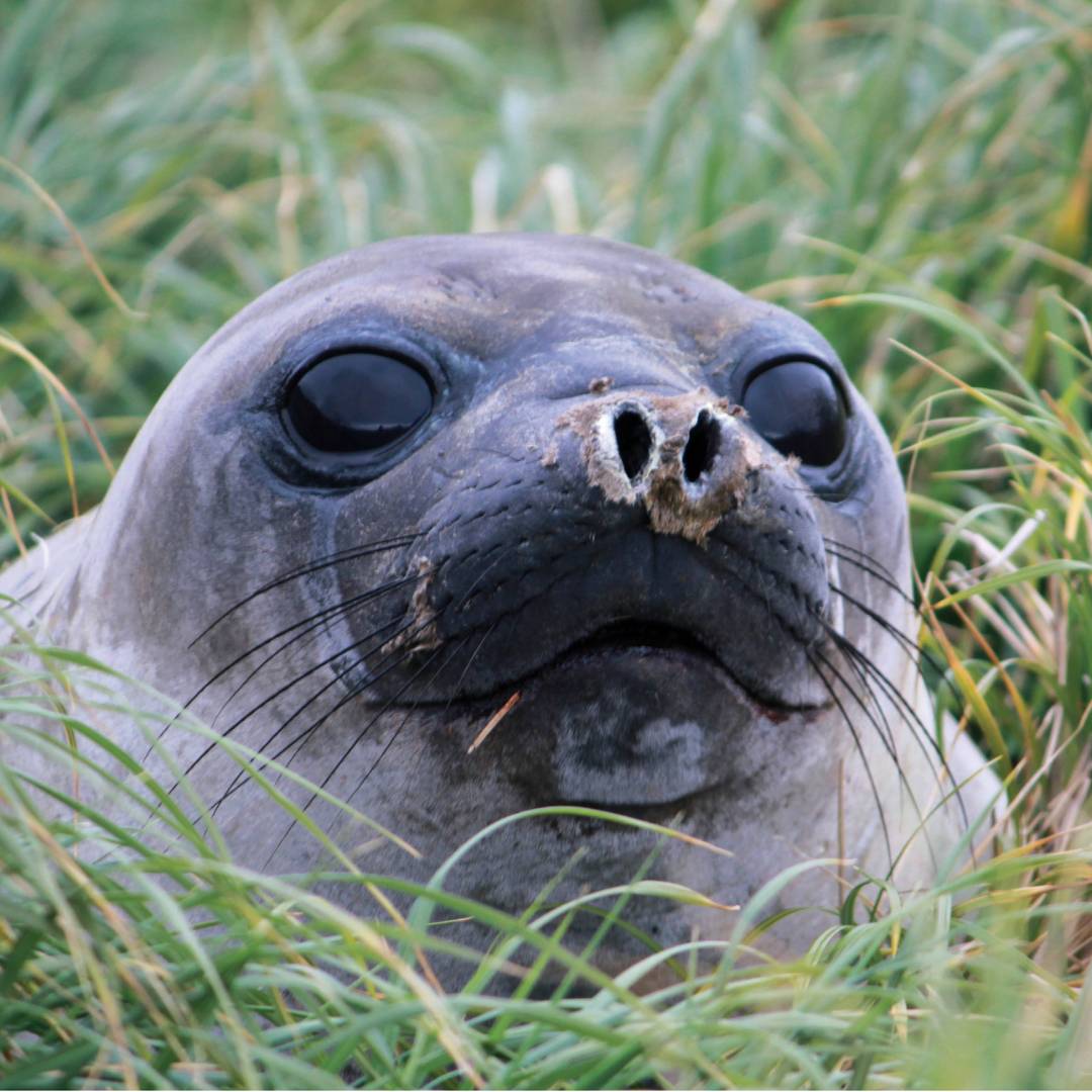 Curious Elephant seal pup | Rachel Imber