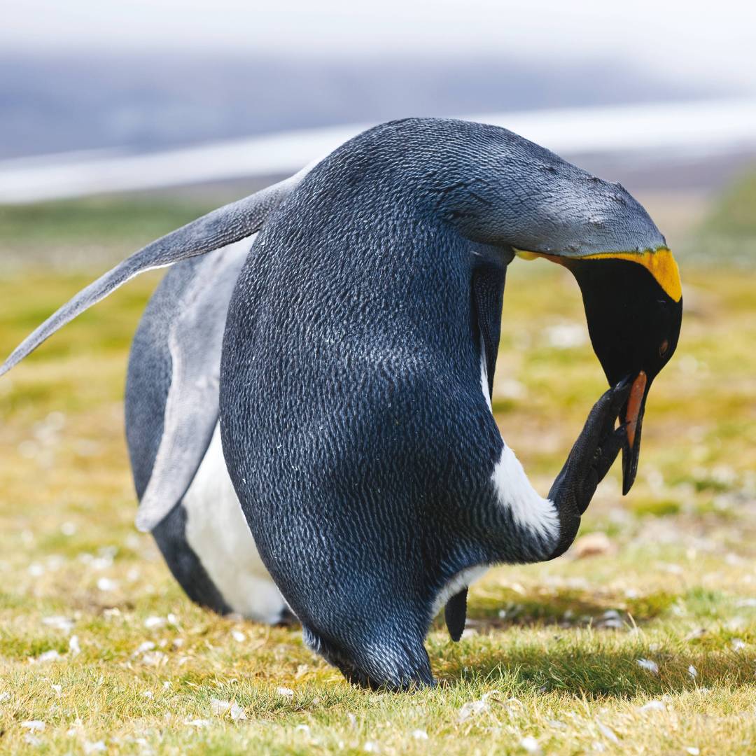 King Penguin, South Georgia | Peter Walton