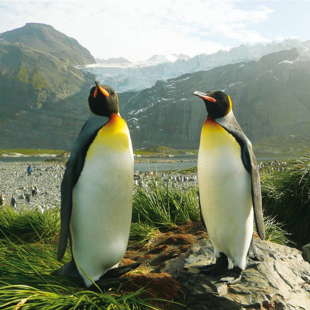 A pair of King Penguins, South Georgia, Antarctica | Alan Levy