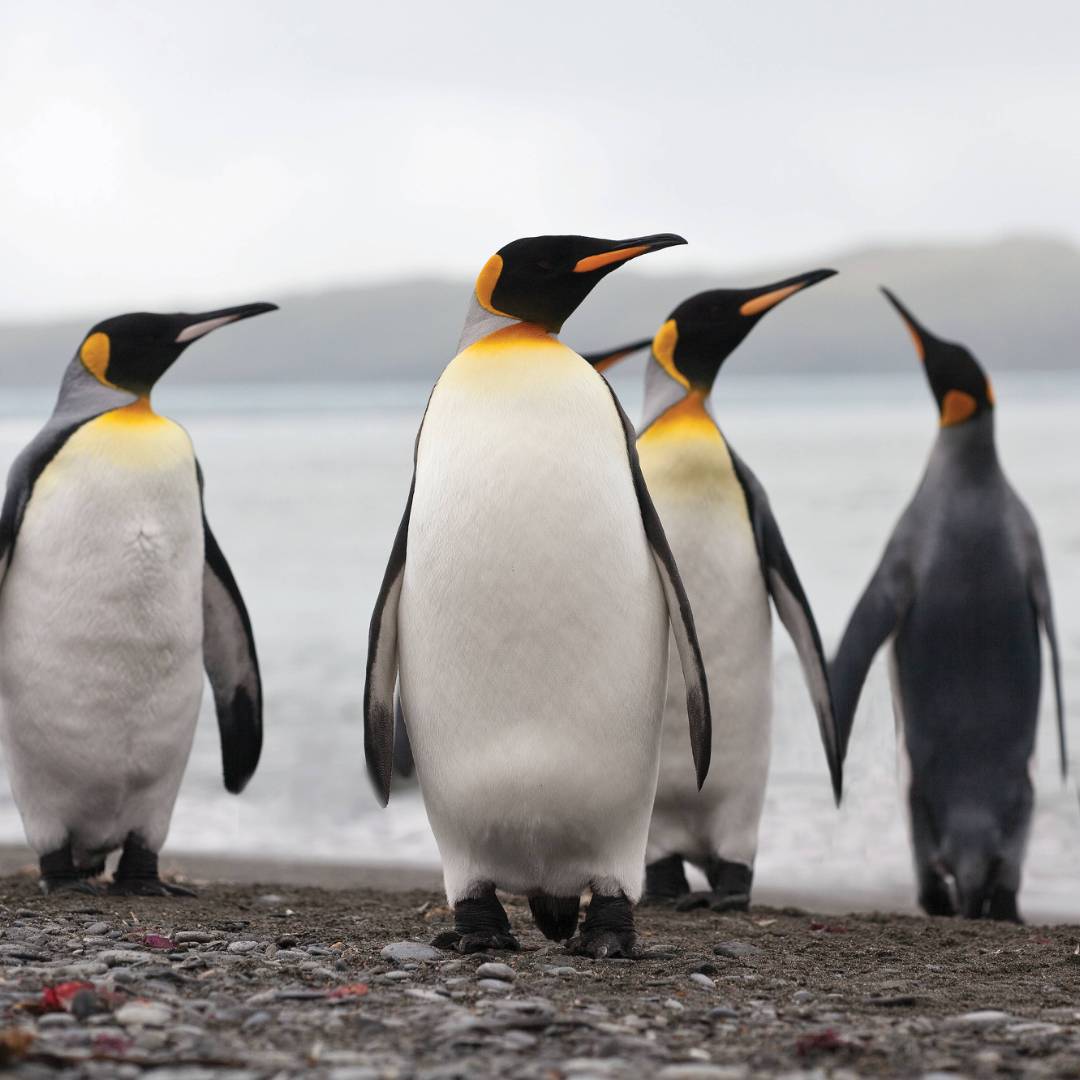 King Penguins on South Georgia | Peter Walton