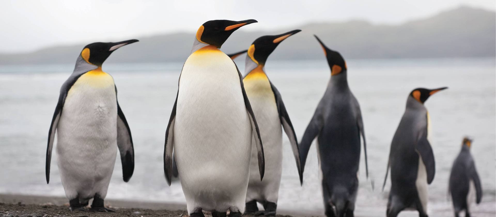 King Penguins on South Georgia | Peter Walton