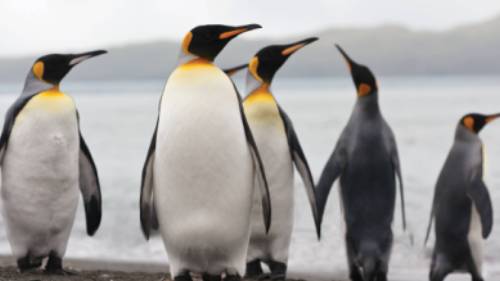 King Penguins on South Georgia | Peter Walton