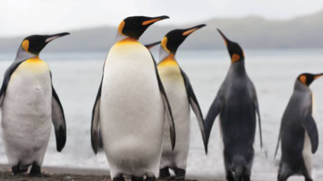 King Penguins on South Georgia | Peter Walton
