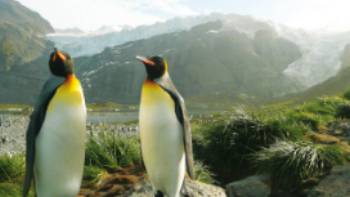 A pair of King Penguins, South Georgia, Antarctica | Alan Levy