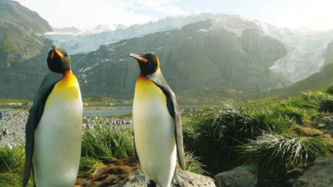 A pair of King Penguins, South Georgia, Antarctica | Alan Levy