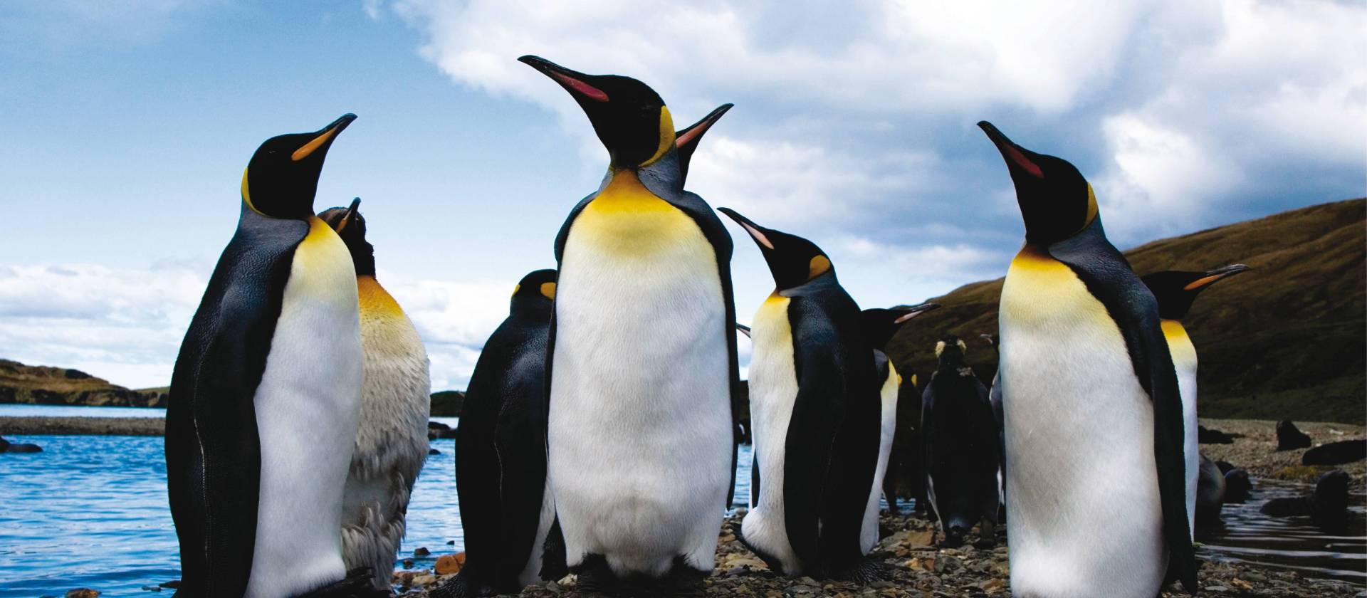King penguins, South Georgia
