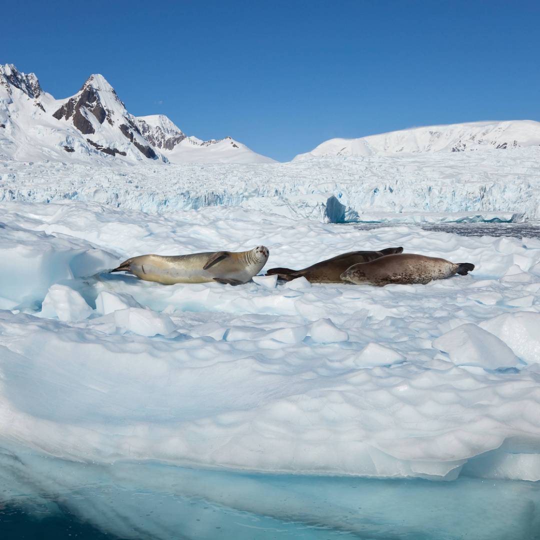 Seals relaxing in the Antarctic sun | Peter Walton