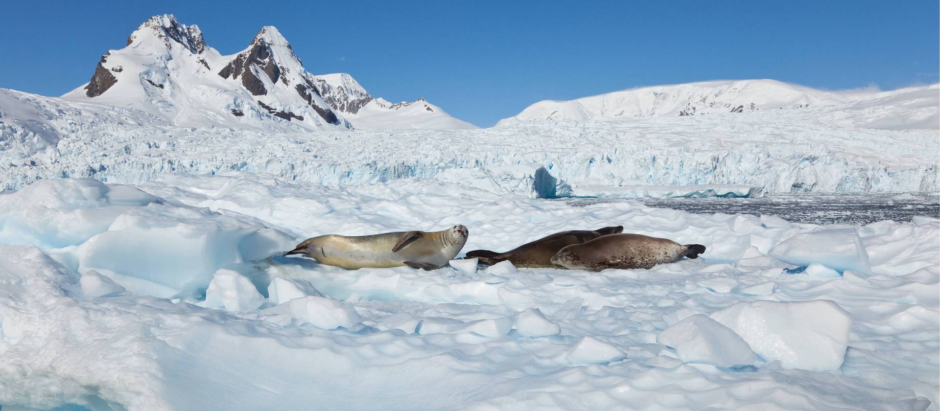 Seals relaxing in the Antarctic sun | Peter Walton