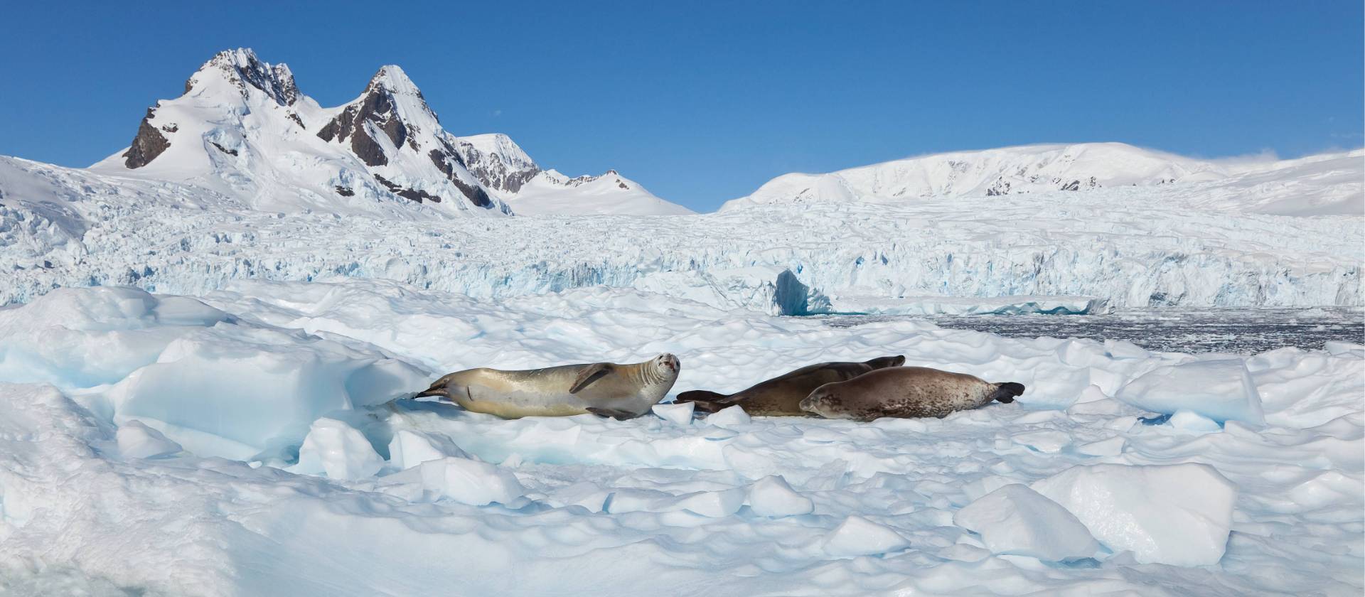 Seals relaxing in the Antarctic sun | Peter Walton