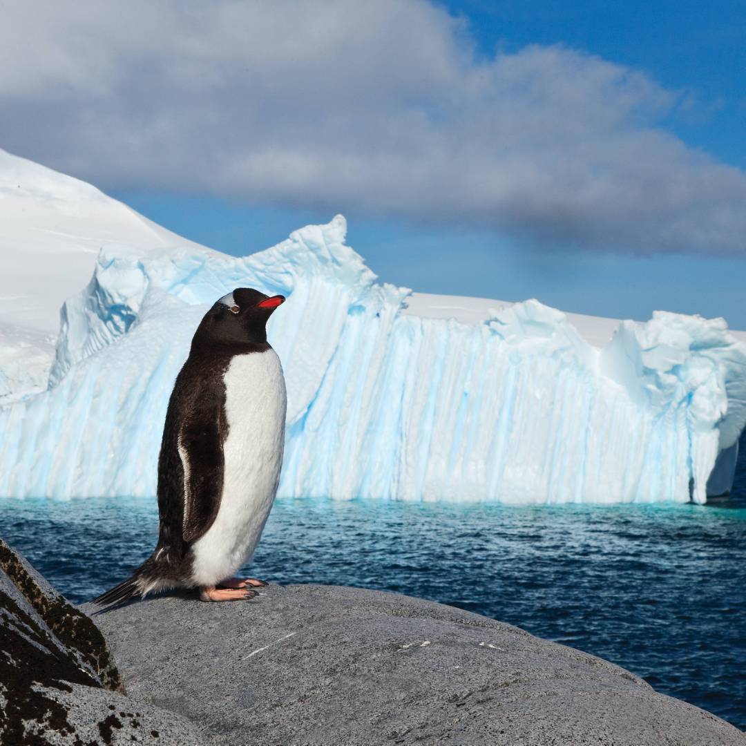 Lonely Gentoo Penguin, Antarctic Peninsula | Peter Walton