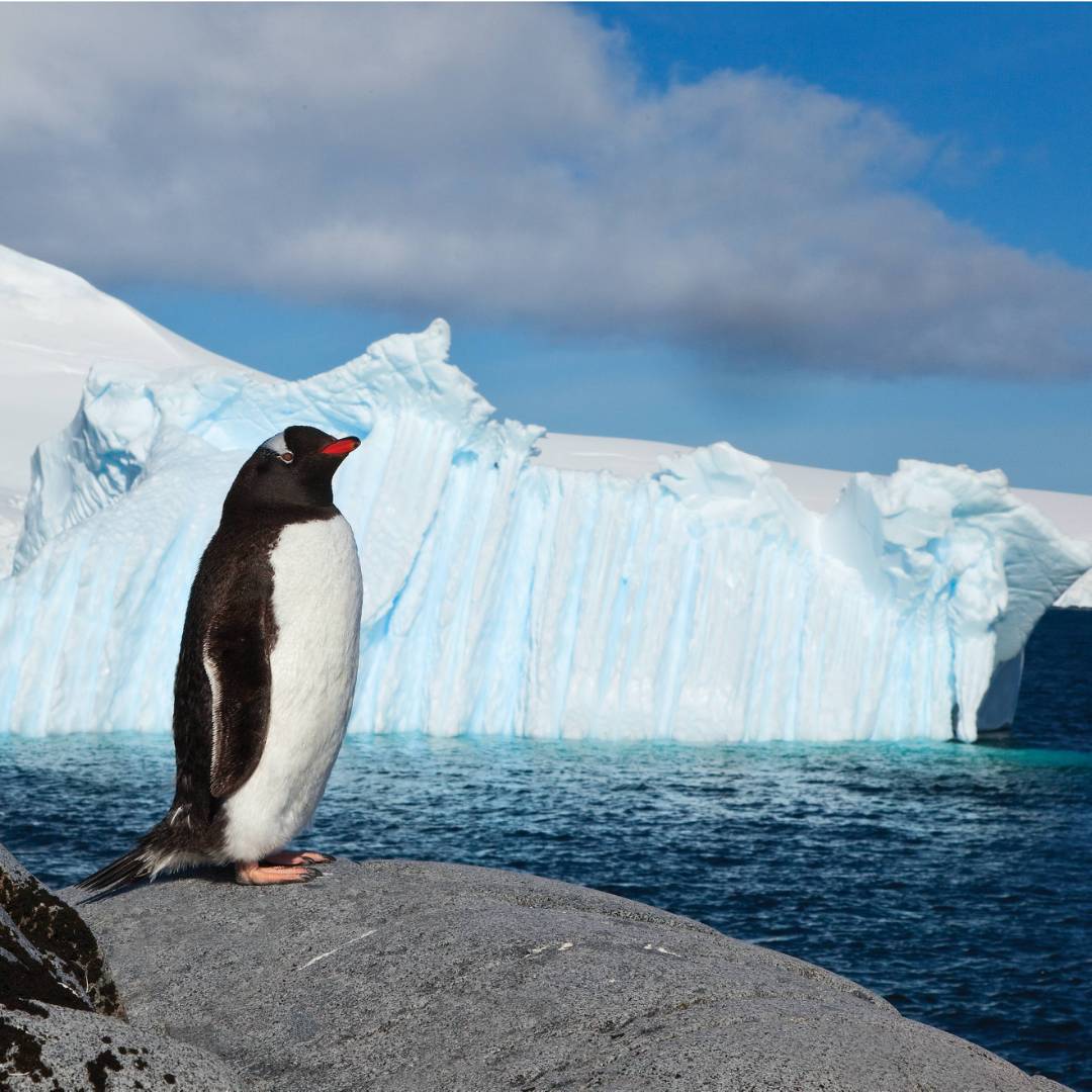 Lonely Gentoo Penguin, Antarctic Peninsula | Peter Walton