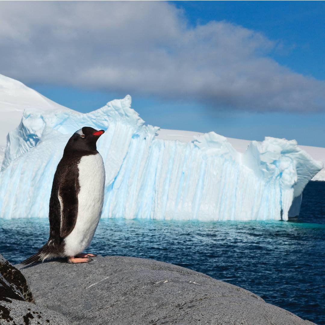 Lonely Gentoo Penguin, Antarctic Peninsula | Peter Walton