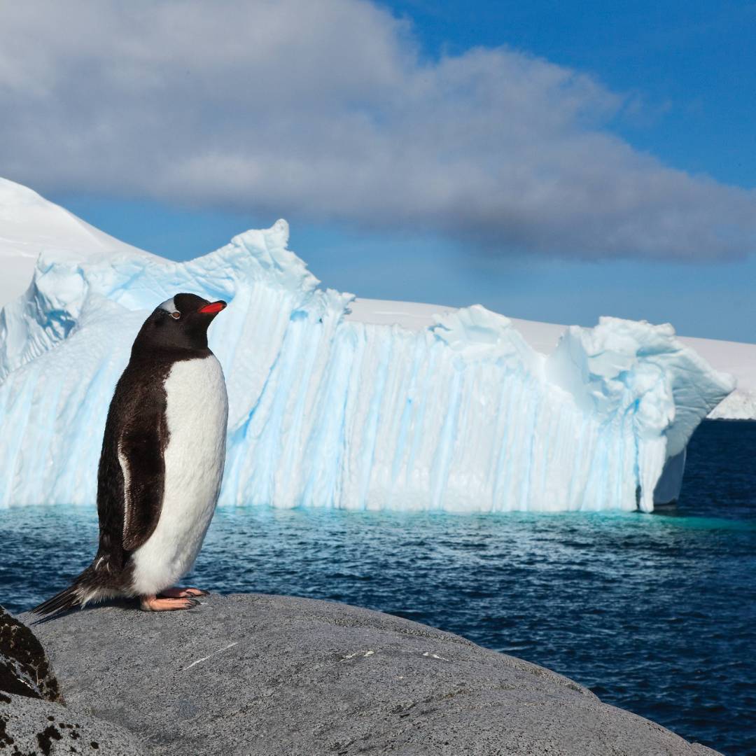Lonely Gentoo Penguin, Antarctic Peninsula | Peter Walton