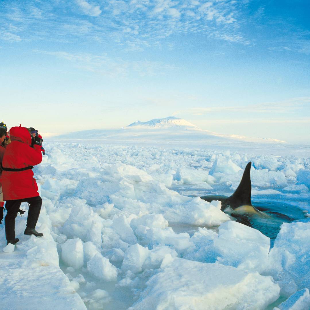 Close encounters with wildlife | Greg Mortimer