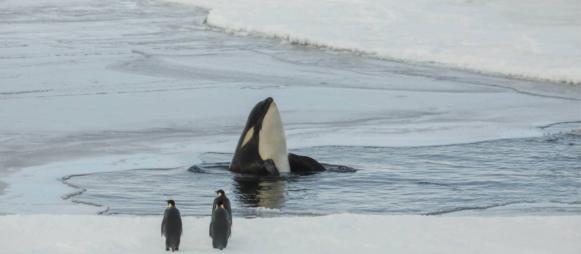 An orca whale eyes of a couple of Emperor Penguins in Antarctica