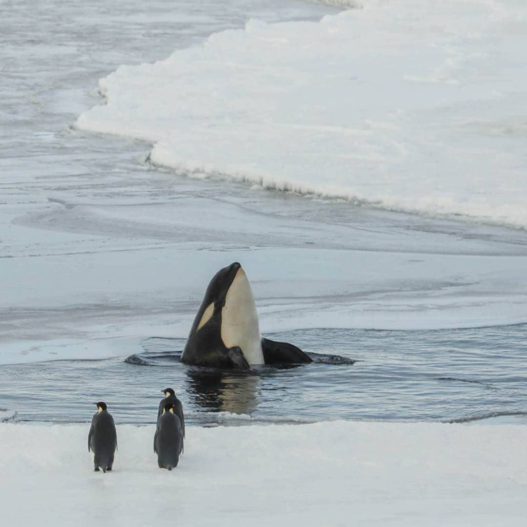 An orca whale eyes of a couple of Emperor Penguins in Antarctica