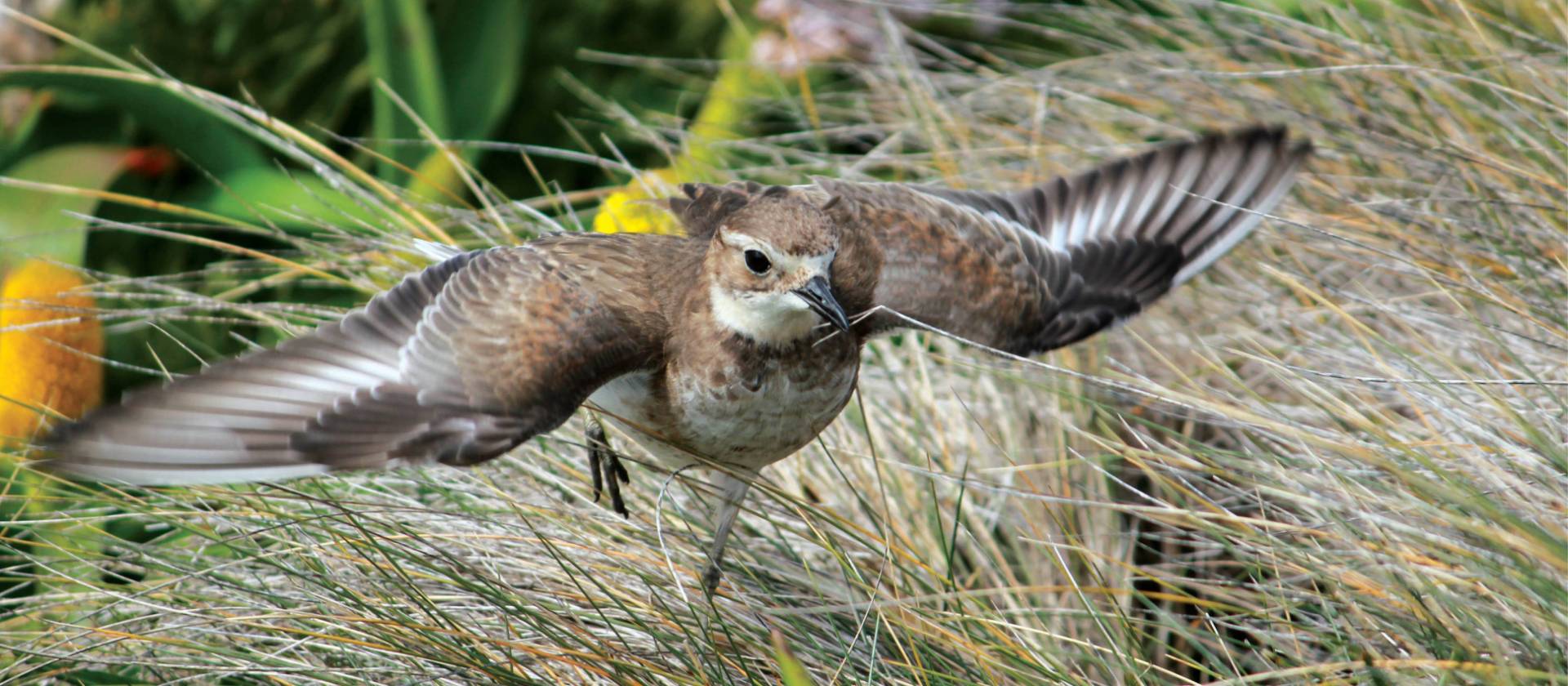 A Pippit takes flight | Rachel Imber