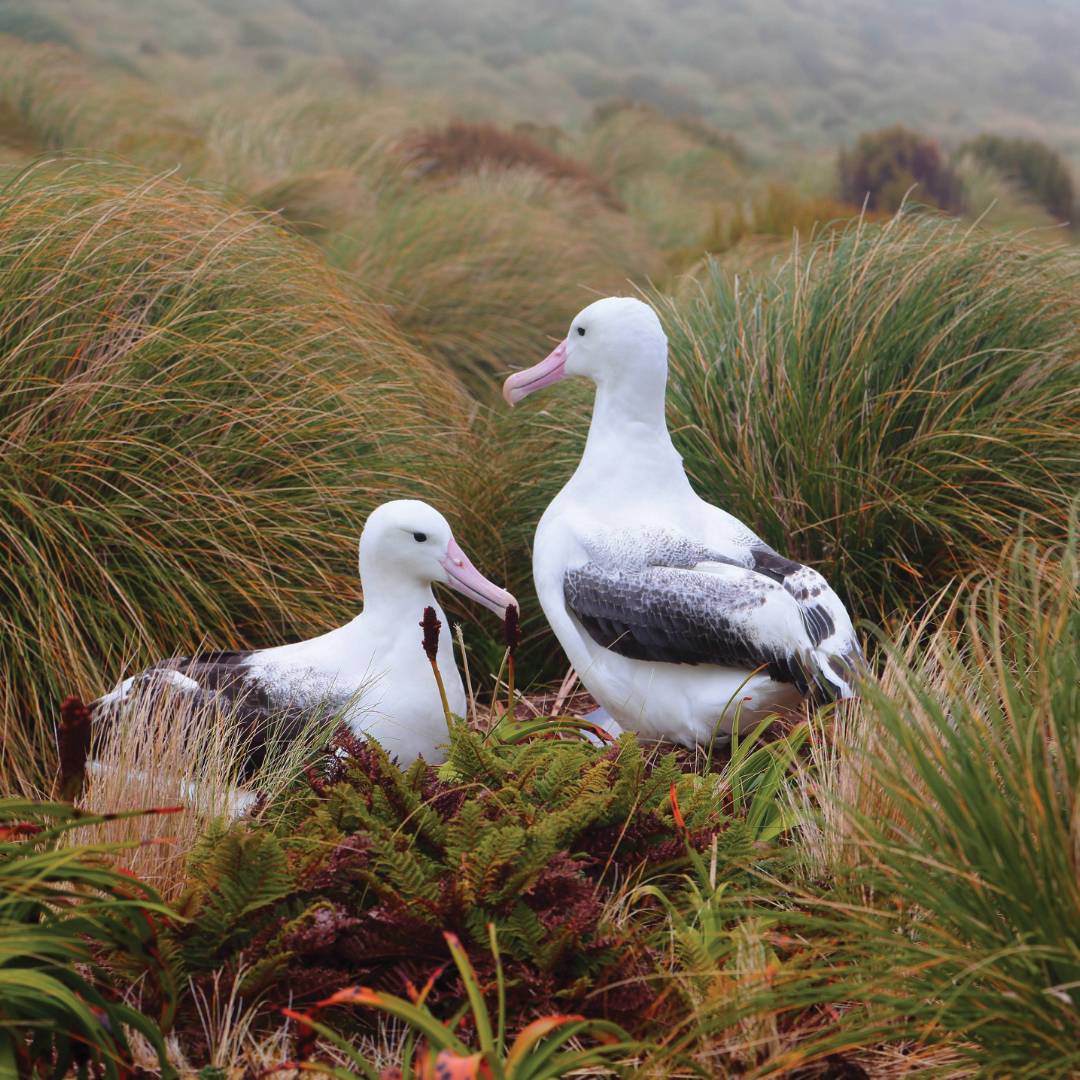 Southern Royal Albatross on Campbell Island, New Zealand | Glenn Dawson
