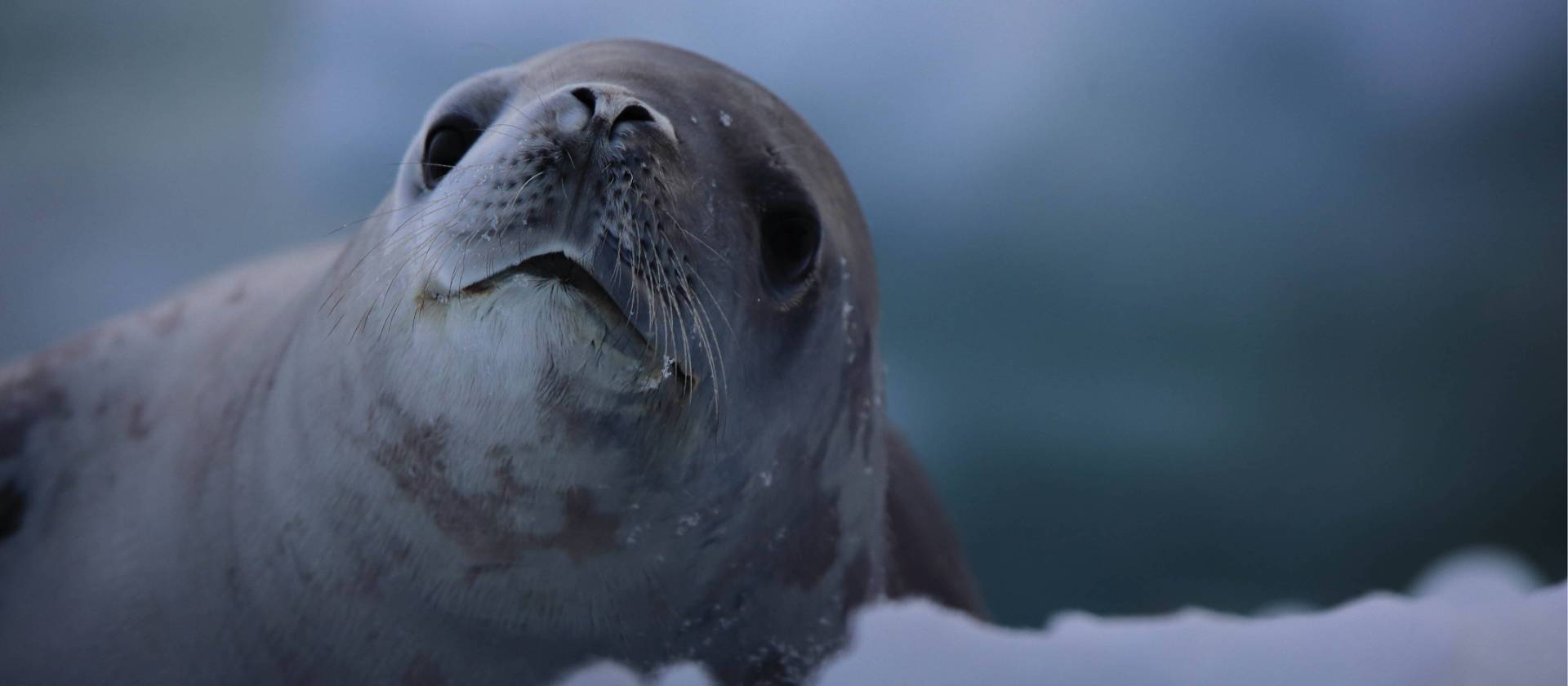 A Crabeater Seal poses for the camera | Glenn Dawson