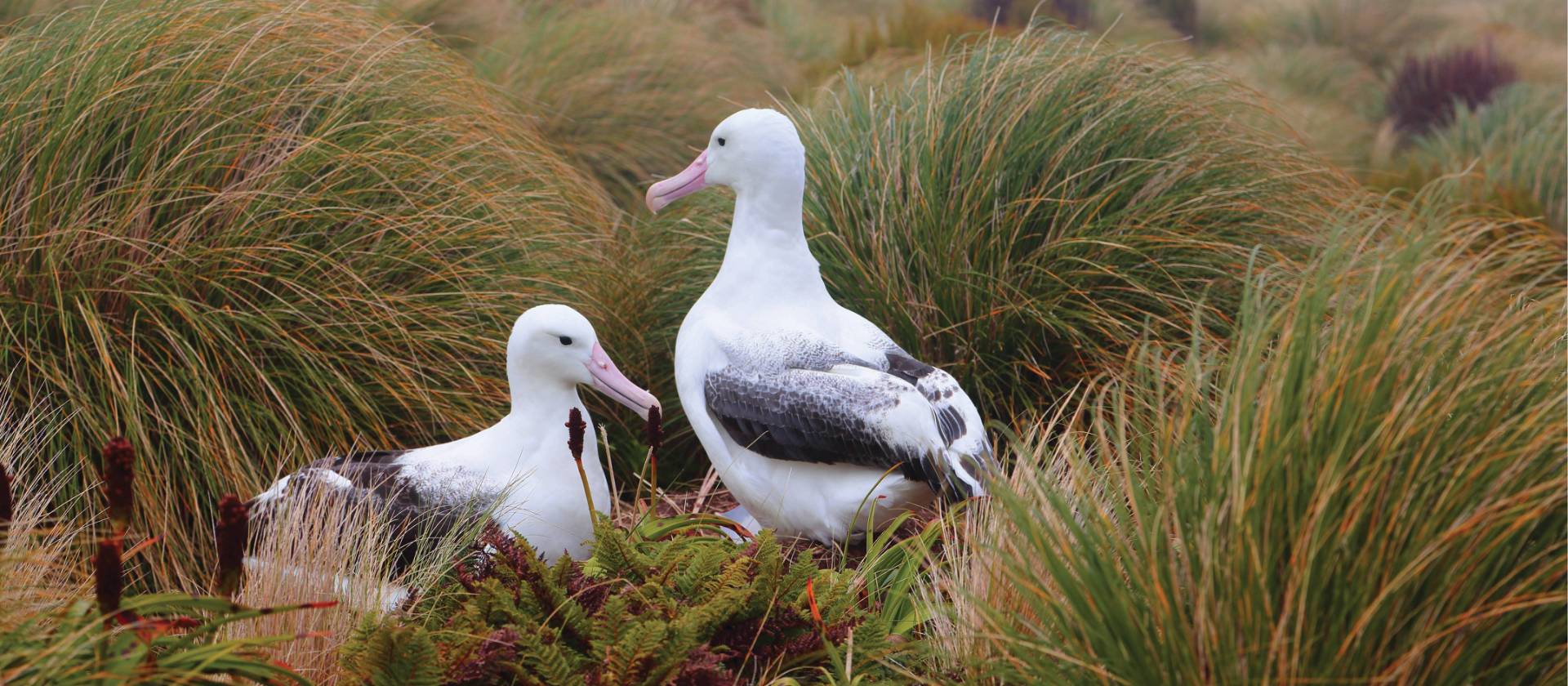 Southern Royal Albatross on Campbell Island, New Zealand | Glenn Dawson