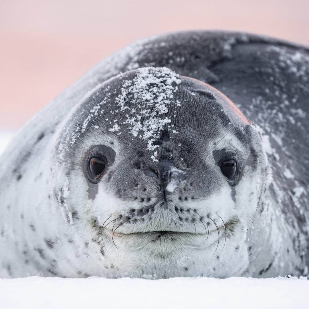 A leopard seal basks on the ice, Antarctica | Sara Jenner