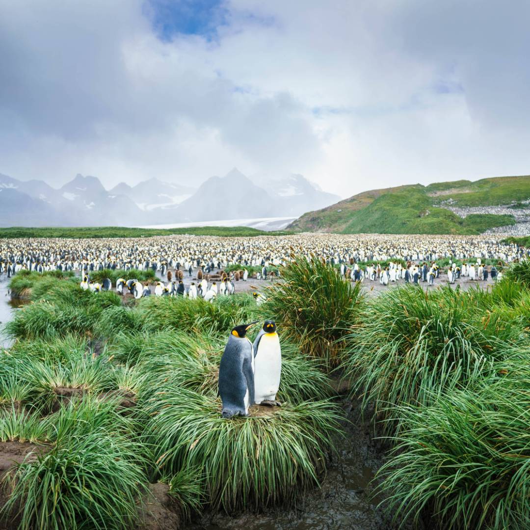 The mass of wildlife at Salisbury Plain, South Georgia | Dietmar Denger