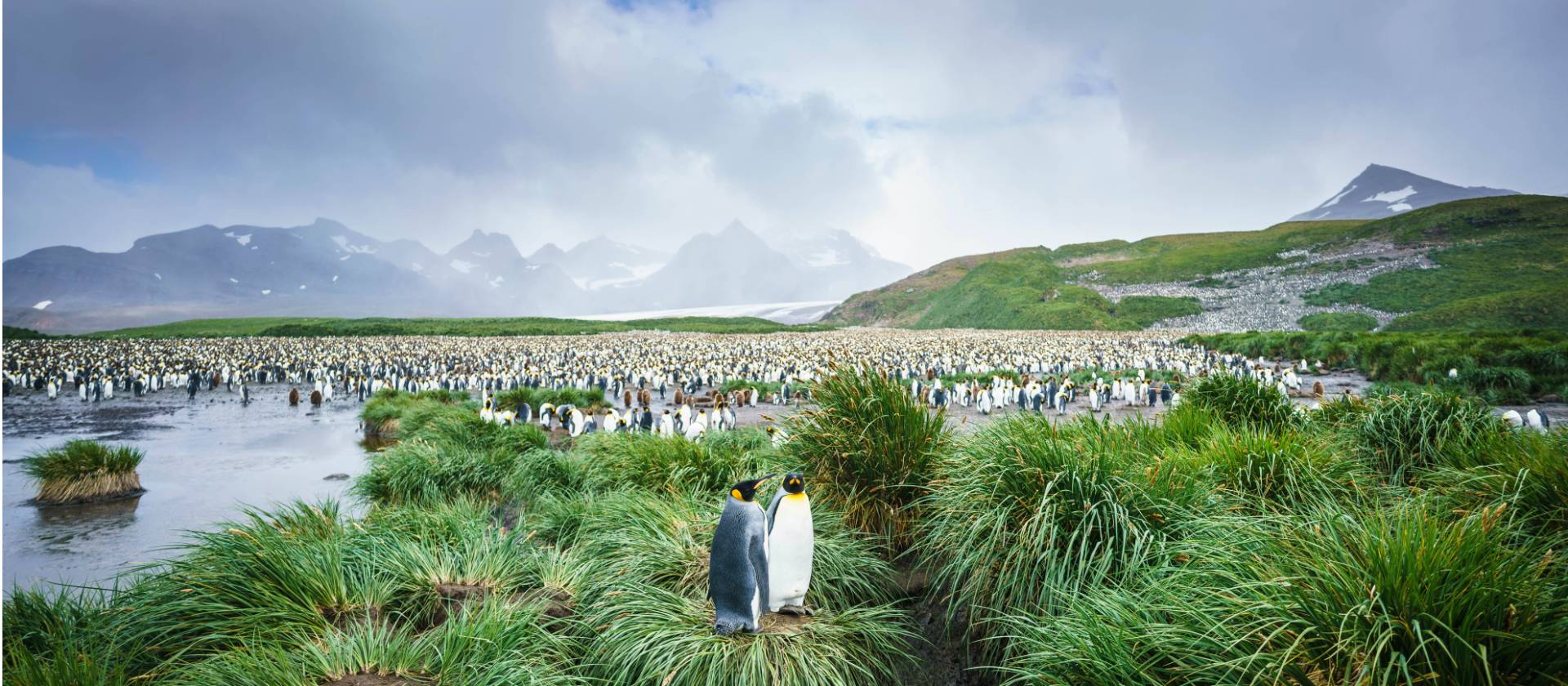 The mass of wildlife at Salisbury Plain, South Georgia | Dietmar Denger