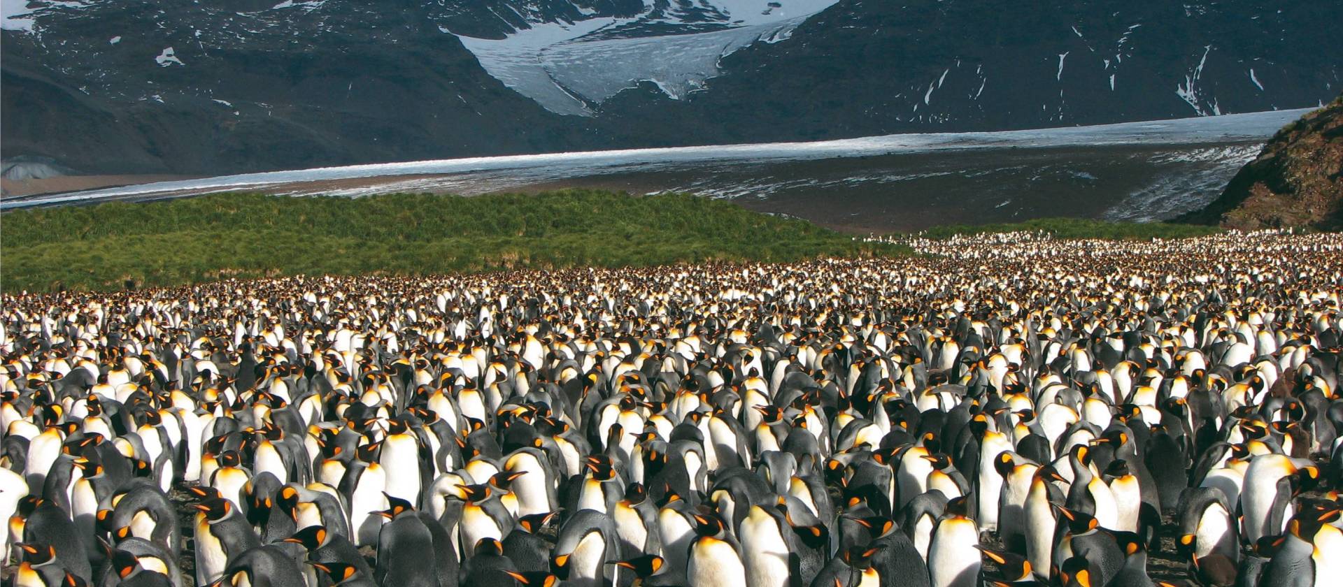 Large King Penguin colony, Salisbury Plain, South Georgia | Diana Watts