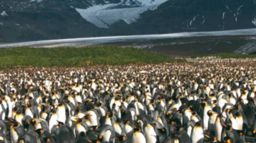 Large King Penguin colony, Salisbury Plain, South Georgia | Diana Watts