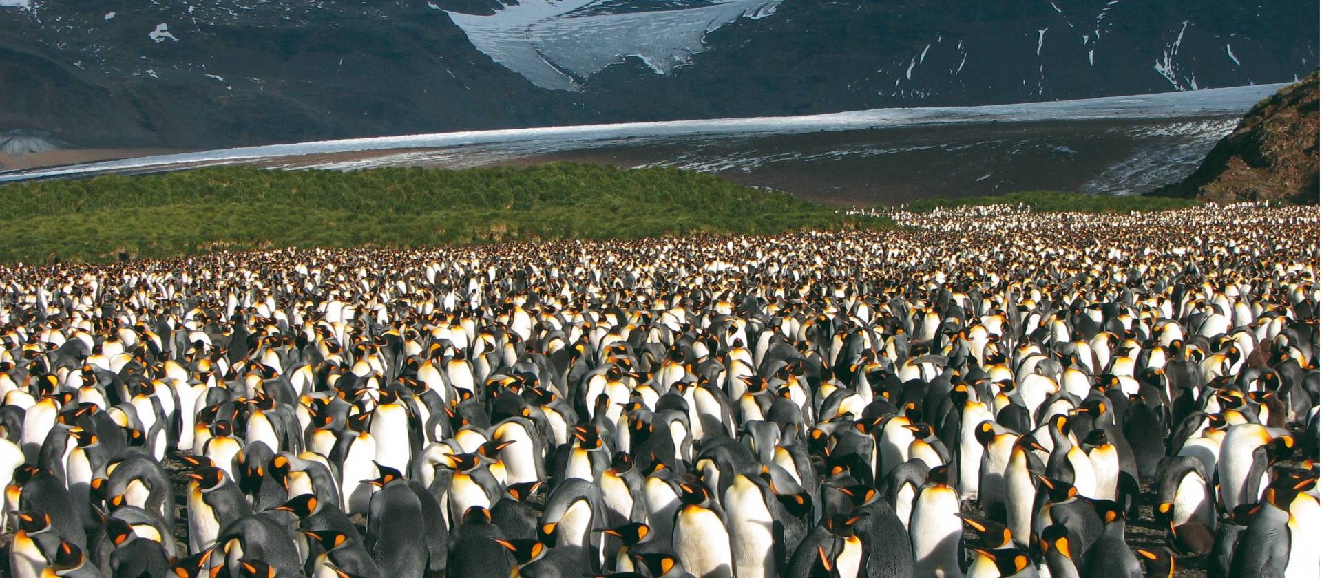 Large King Penguin colony, Salisbury Plain, South Georgia | Diana Watts