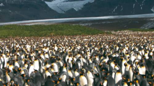 Large King Penguin colony, Salisbury Plain, South Georgia | Diana Watts