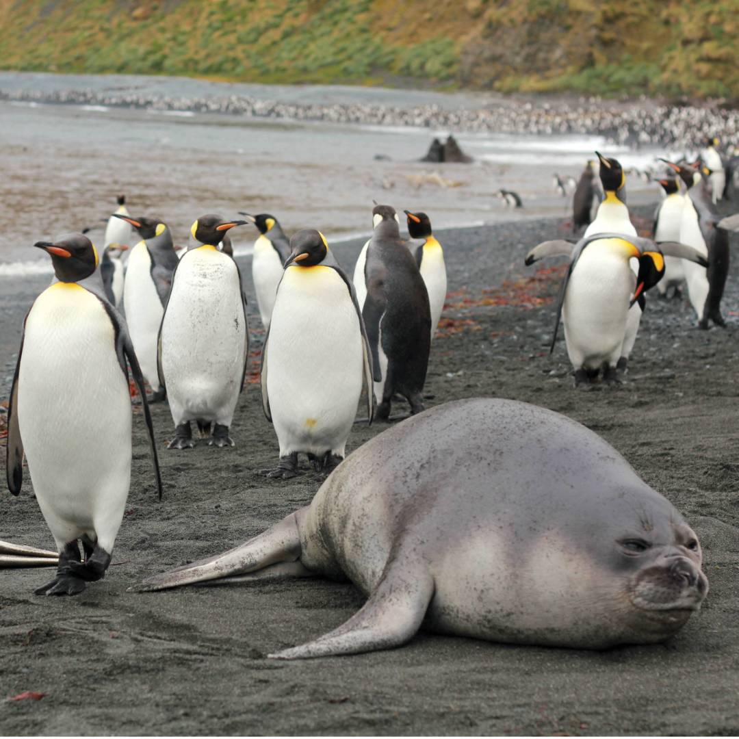 Coming through...wildlife rich beach at Sandy Bay | Rachel Imber
