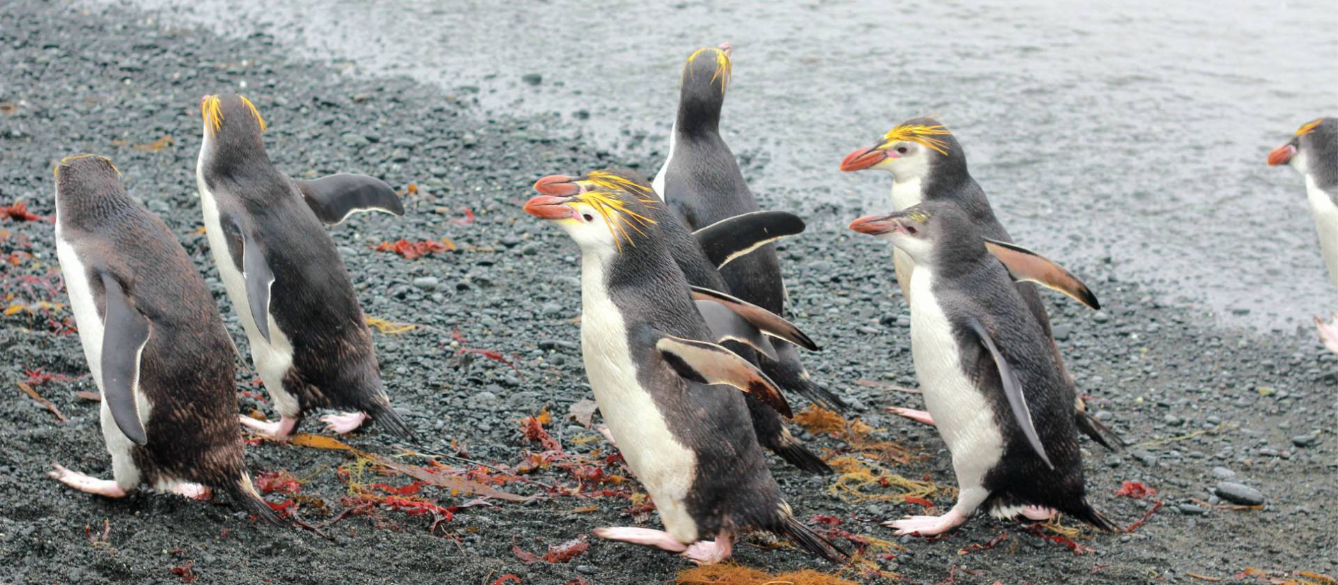 Royal Penguins waddling up the beach | Rachel Imber