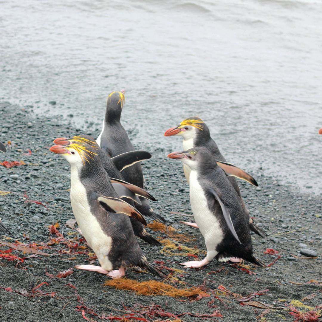 Royal Penguins waddling up the beach | Rachel Imber