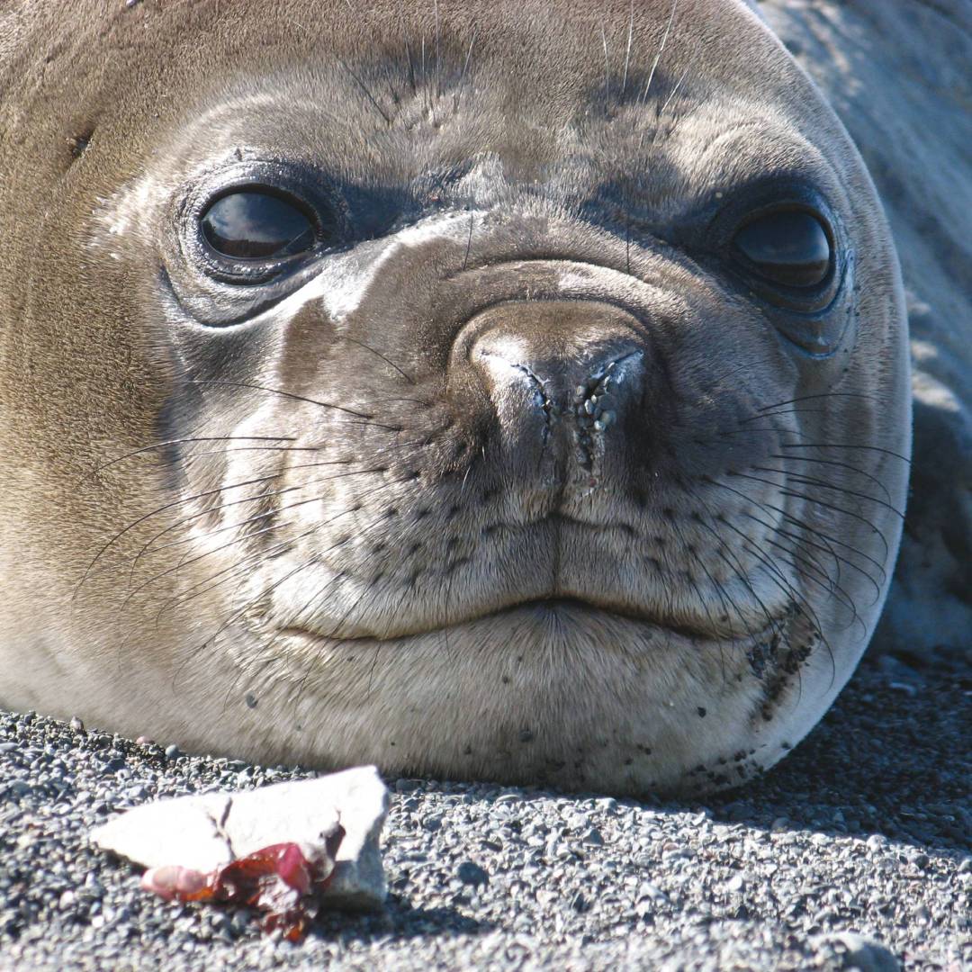 Seal close up Antarctica | Monique Perres