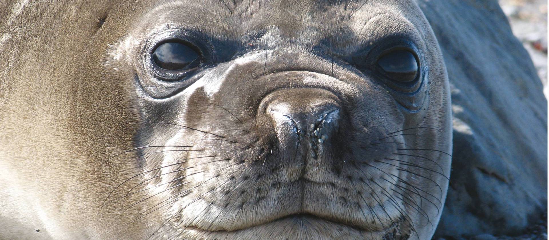 Seal close up Antarctica | Monique Perres
