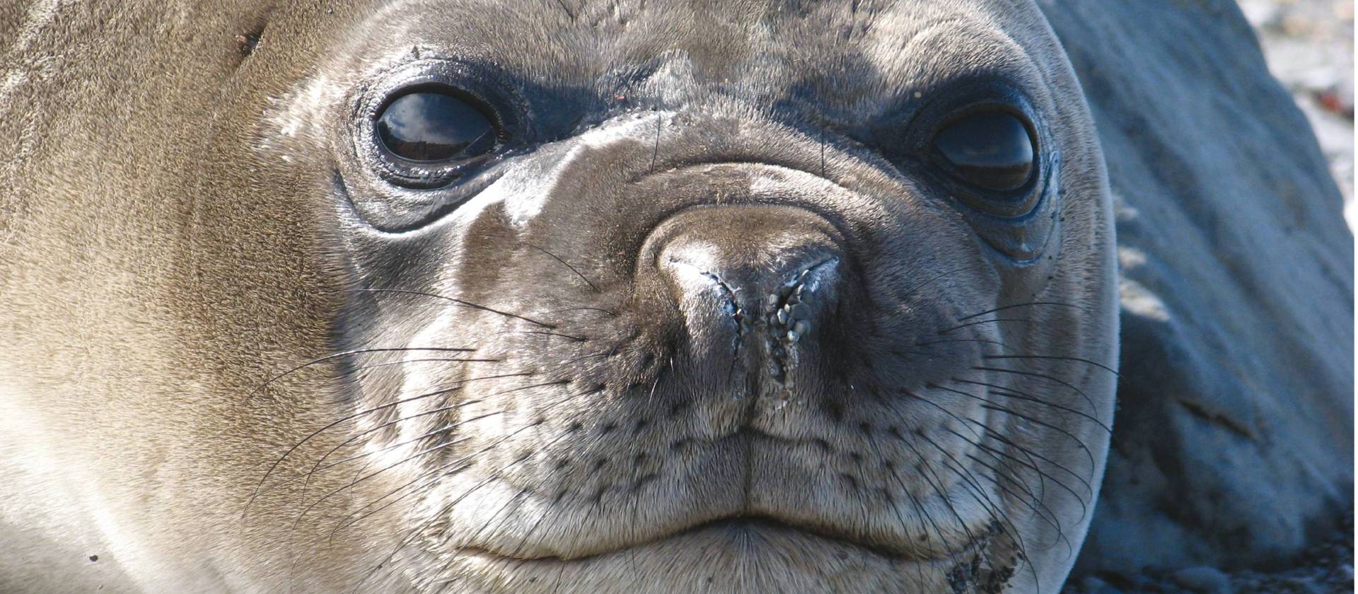 Seal close up Antarctica | Monique Perres