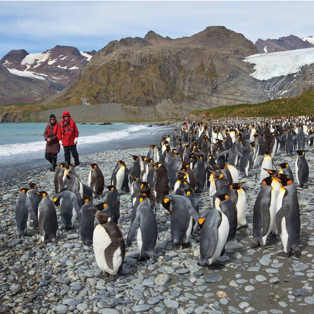 King Penguins on South Georgia | Peter Walton