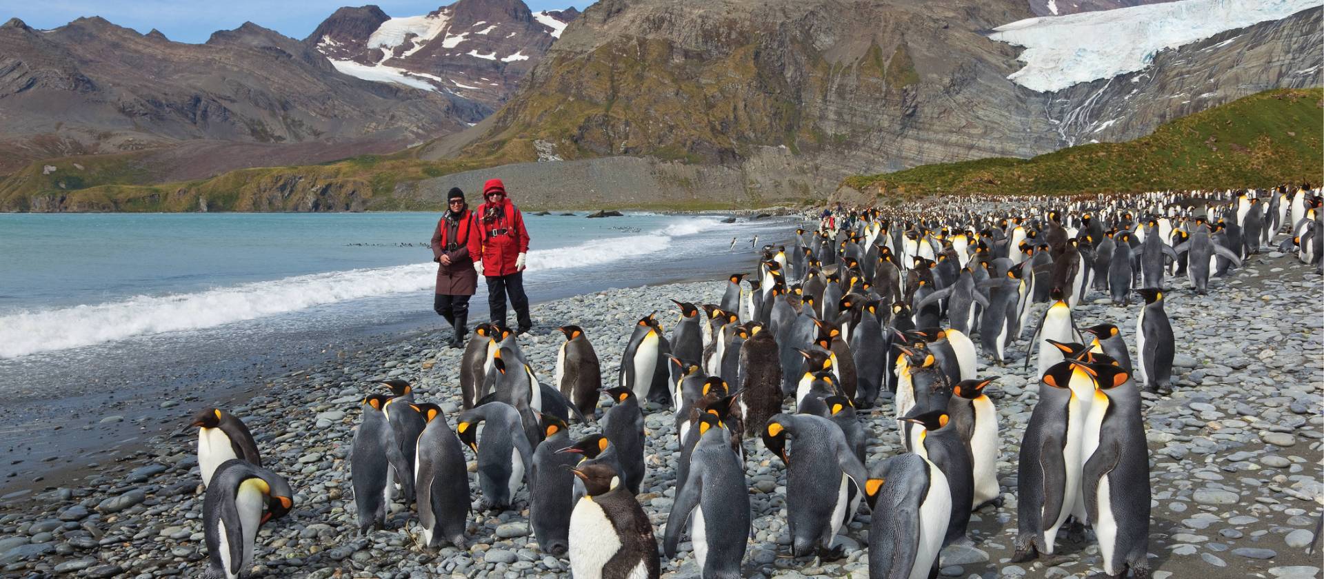 King Penguins on South Georgia | Peter Walton