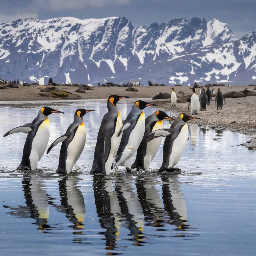 King Penguin parade on South Georgia | Richard I'Anson