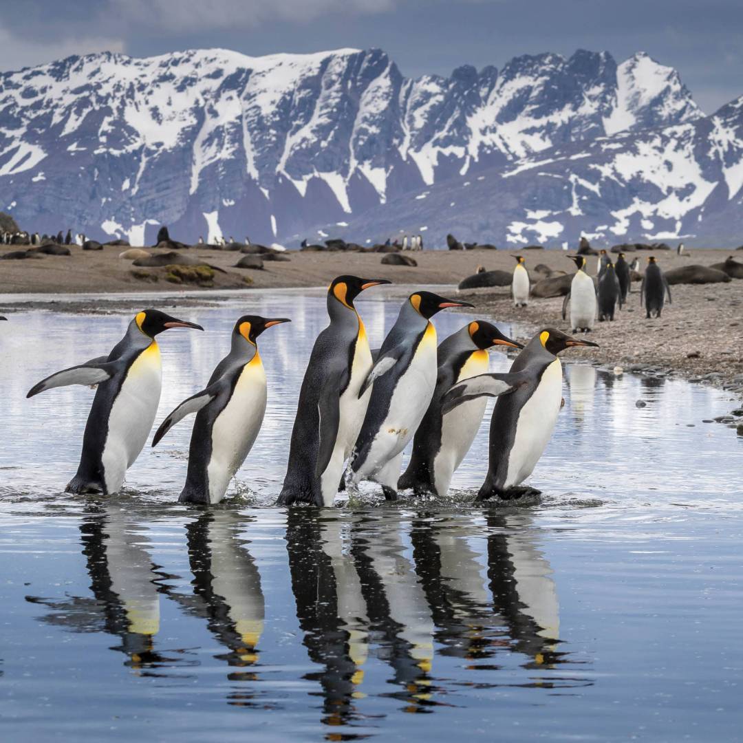 King Penguin parade on South Georgia | Richard I'Anson